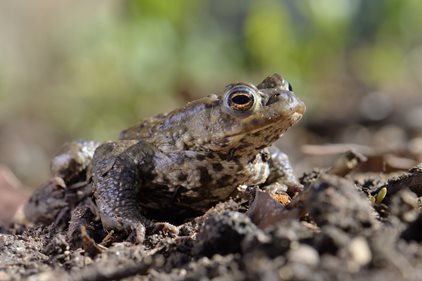 Is the humble toad the real harbinger of spring? 