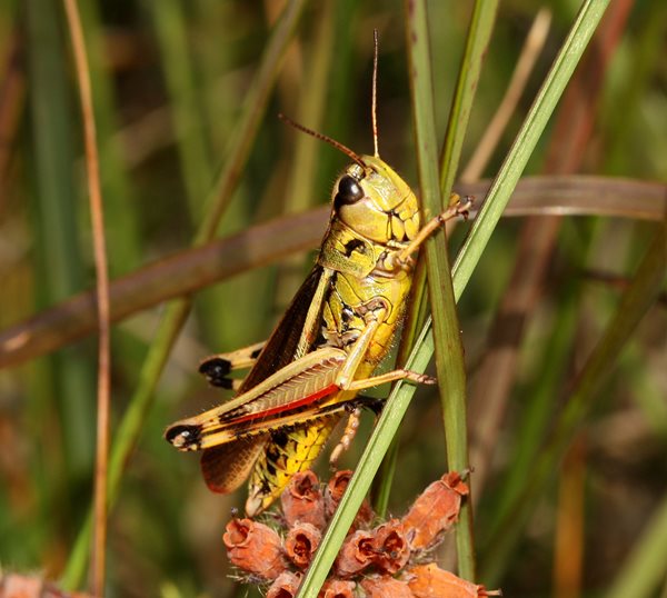 We’re still hopping with hope for large marsh grasshoppers
