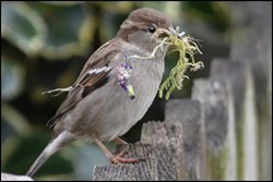Why have house sparrows declined in number?