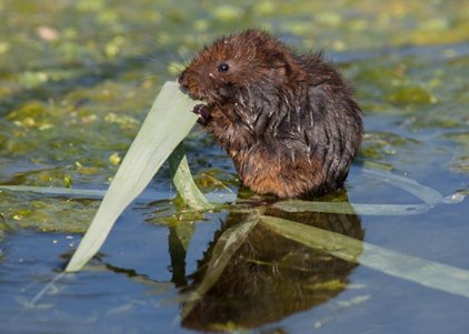 Water vole, photo by Kevin Anderson