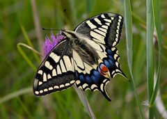 Swallowtail butterfly, photo by David Gifford