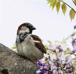 What does a house sparrow look like?