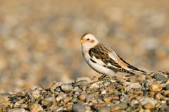 Snow Bunting, Salthouse, Paul Shaw
