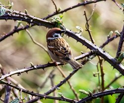Where can I see tree sparrows in Norfolk?