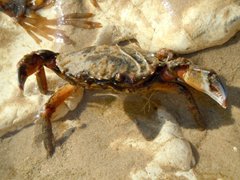 Shore Crab, West Runton, Georgina Dean
