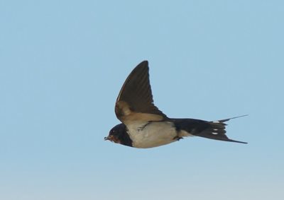 Swallow catching food, by Elizabeth Dack