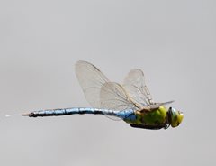 2024-06-08 Dragonflies and Damselflies of