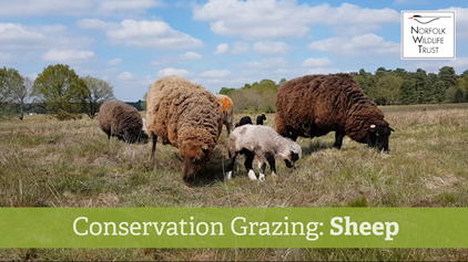 Conservation Grazing: Sheep