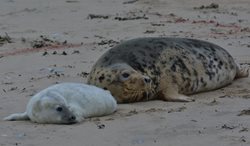 When do grey seals have their pups in Norfolk?