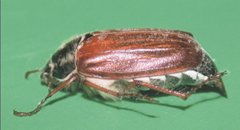 Cockchafer, Dick-Belson
