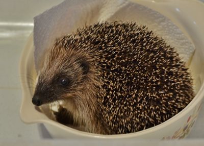 Hedgehog baby being weighed, by Elizabeth Dack