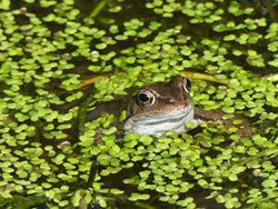 What is the difference between a common frog and a common toad?
