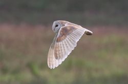 What is happening to barn owl numbers?