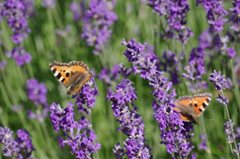 Two small tortoiseshell butterflies by Duncan McNab