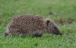 Why are hedgehogs declining?