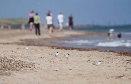 Appeal for volunteer beach wardens to support rare wildlife  