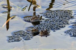 What should I do if I have too much frogspawn in my pond?