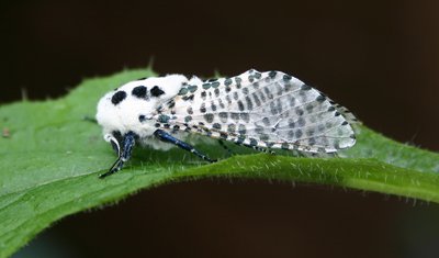 Leopard Moth Sprowston Barry Madden