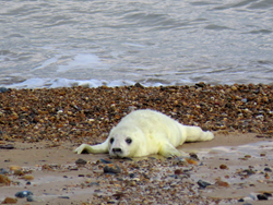 I have found a seal pup all on its own, what should I do?  