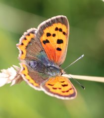 Small copper butterfly at Horsey Gap by Nick Goodrum