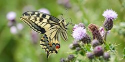 Will the swallowtail butterfly be affected by rising sea levels?