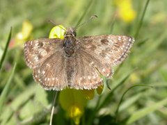 Dingy skipper, NWT Narborough Railway Line, Andrew Ramsey