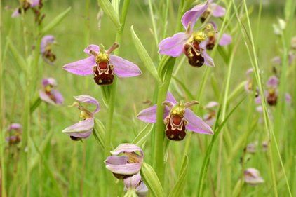 Bee Orchid by David North