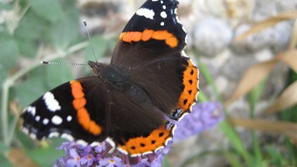 Red admiral by David North