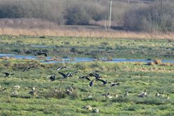 When and where can I see big flocks of wild geese in Norfolk?