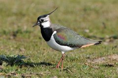 Lapwing, NWT Cley Marshes, Nick Appleton