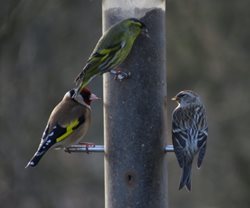 Should I feed birds in my garden all year round?