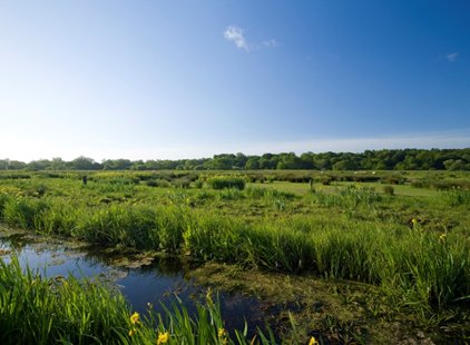 NWT Thorpe Marshes, photo by Richard Osbourne