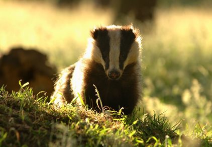 Protected Species Survey: Badgers