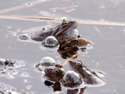 There has been ice on my pond and I have found dead frogs, what has happened? 