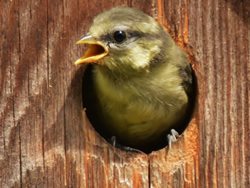 Should I clean out a bird box?