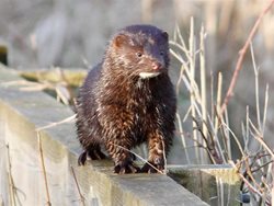How do I tell the difference between a mink and an otter?