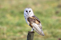 Barn owl, Hardley, Nick Appleton