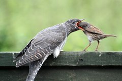 Cuckoo being fed by a dunnock but Tim Folkes