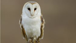 Where is the best place to put up a barn owl box?
