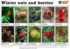 Nuts and berries spotter
