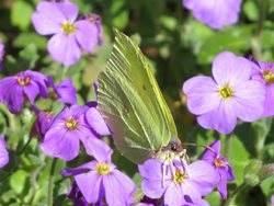 What are the best plants to grow to attract butterflies to my garden?