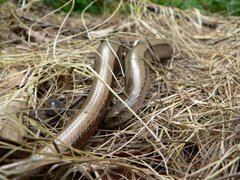 Slow worm, NWT Roydon Common, Karl Charters