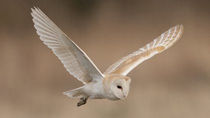 Protected Species Survey: Barn Owls