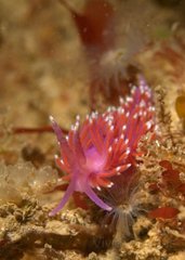 The Violet Sea Slug, Rob Spray