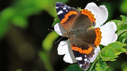 Red admiral butterfly by Paul Taylor
