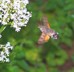 Hummingbird hawk-moth, New Buckenham, Ross Marshall