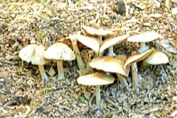 Should I remove toadstools from my lawn to prevent children and pets eating them?
