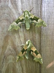 Lime hawkmoth, Sprowston, by Barry Madden