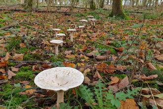 A trail of mushrooms in a woodland fairy ring.