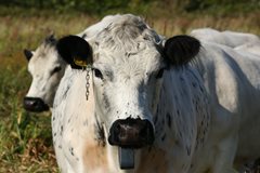 High-tech cows aid nature conservation at NWT Sweet Briar Marshes